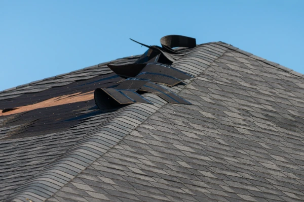 Asphalt shingles lifted and peeled back by wind damage, exposing the roof deck beneath
